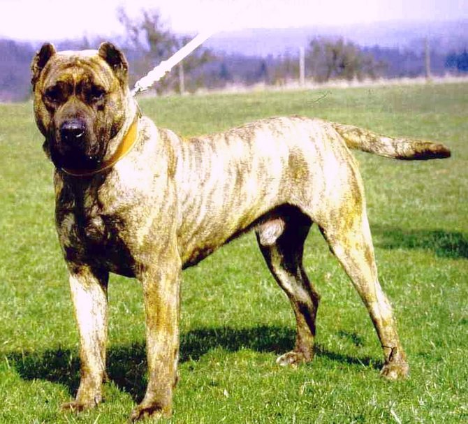 Аланский дог: порода собак алано, особенности