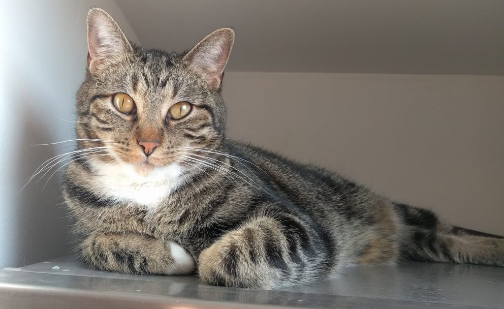 Азиатская табби кошка : содержание дома, фото, купить, видео, цена