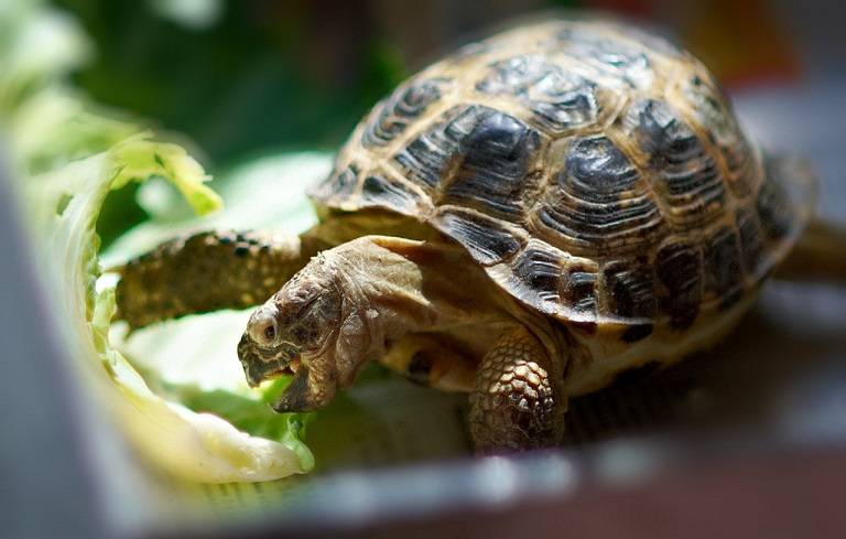 Среднеазиатская черепаха: как содержать - новости о черепахах