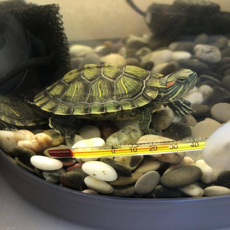 Красноухая черепаха. описание, особенности, уход и цена красноухой черепахи