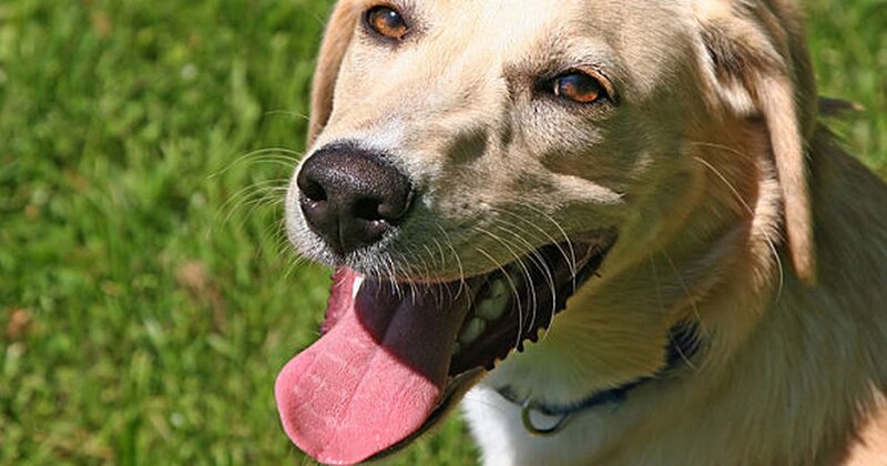 Почему собака часто открывает рот. Собака дышит. Собака часто дышит с открытым ртом. Собака часто дышит с открытым ртом в состоянии покоя. Собака часто дышит с открытым ртом причины.