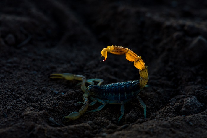 Скорпионы в природе и в обществе
: экзотика
: животные
: subscribe.ru