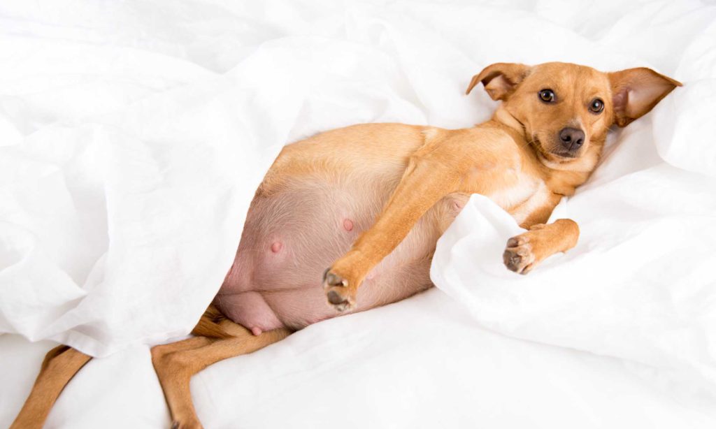 Почему возникает ложная беременность у собак - интересное про собак