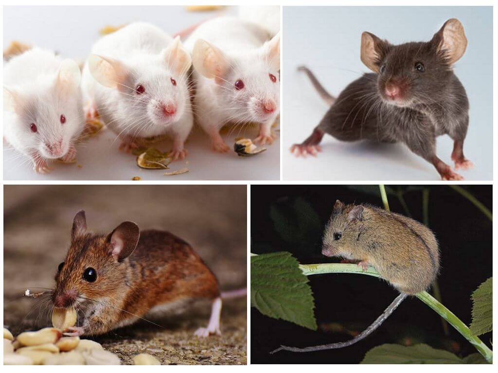 Породы и виды декоративных крыс