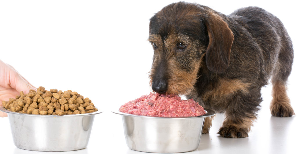 Сырое мясо для собак: можно ли давать, польза и вред | все о собаках