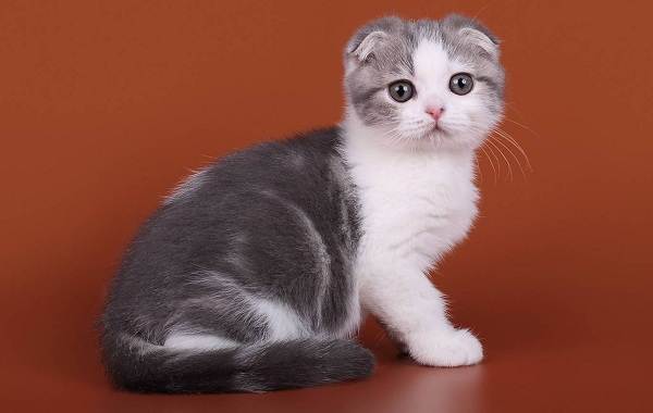 Белый вислоухий котенок (25 фото): особенности шотландских кошек и котят белого цвета с голубыми глазами, их содержание