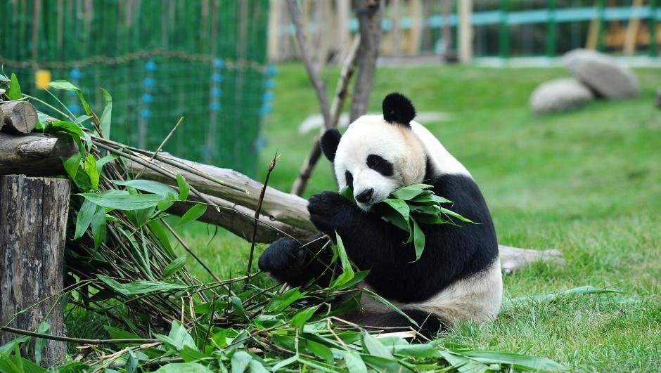 Малая панда | описания и фото животных | некоммерческий учебно-познавательный интернет-портал зоогалактика