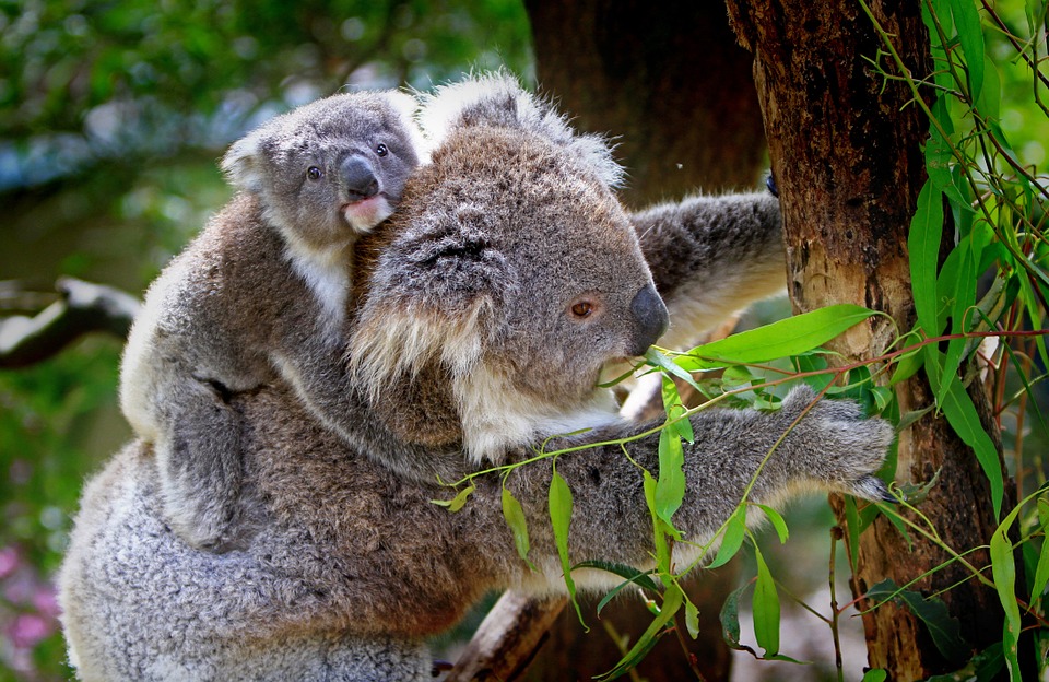 Где живет коала, как выглядит, чем питается? вид сумчатых коала :: syl.ru