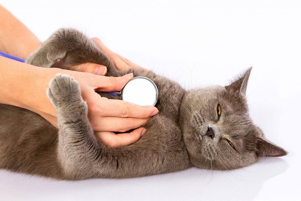 Кашель у кошки: причины, симптомы, диагностика, лечение и прогноз, профилактические меры | блог ветклиники "беланта"