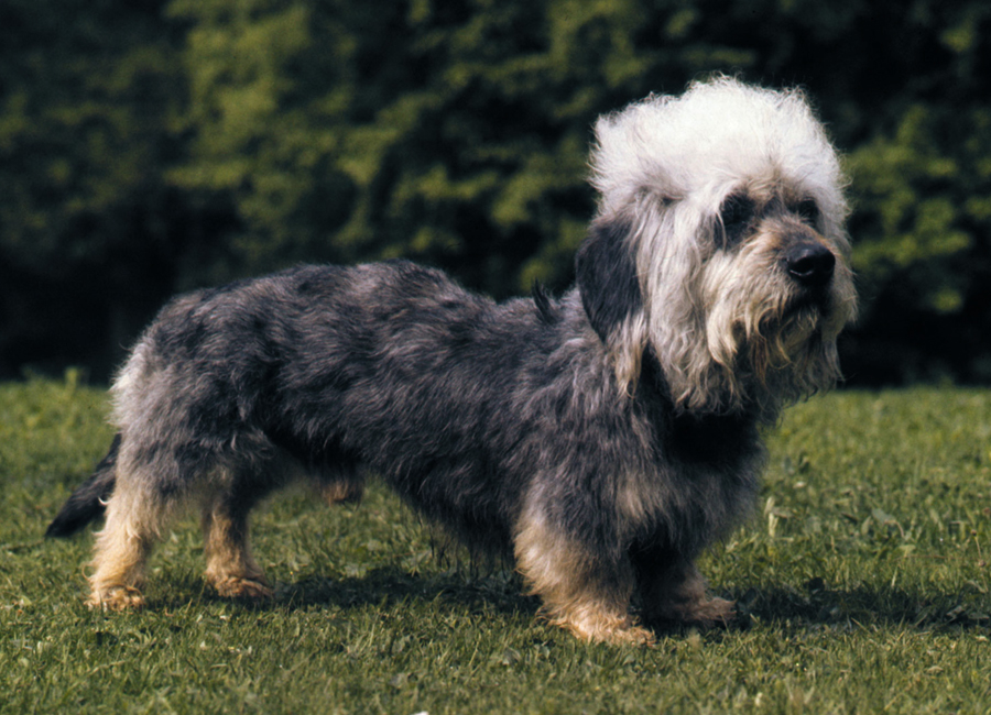 Денди-динмонт-терьер: описание породы - моя собака