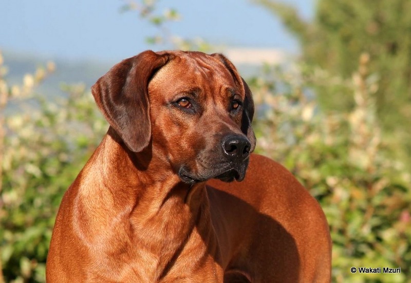 Родезийский риджбек - 125 фото собаки, выбор щенков, характер и характеристика породы