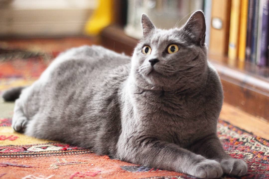 Картезианская кошка шартез: описание породы, 40 фото, цена котенка