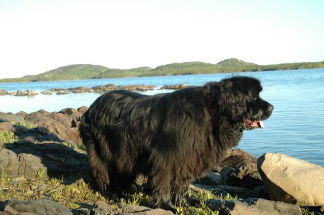 Ньюфаундленд: все о породе, фото собаки, описание, характер, цена