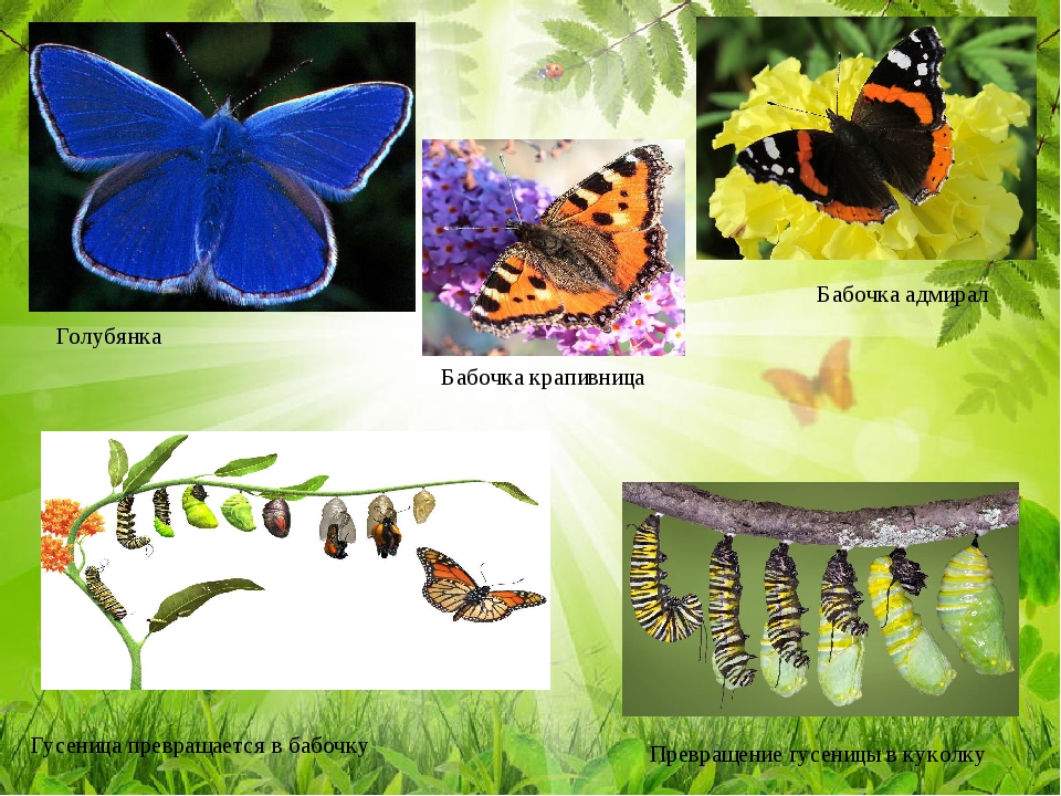 Как гусеница превращается в бабочку: все стадии появления бабочки