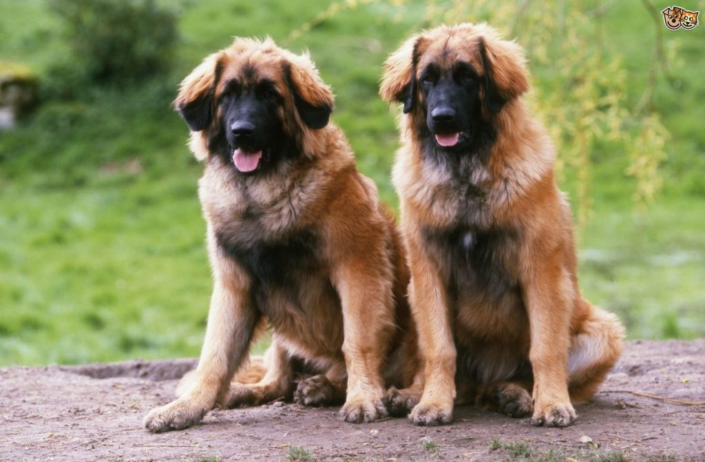 Порода собак леонбергер характеристика породы