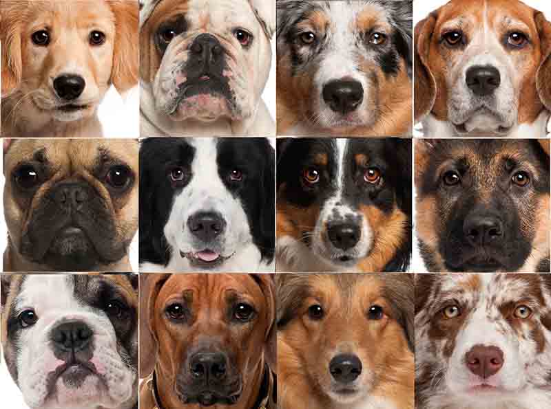 Породы собак для квартиры: как выбрать и содержать?
