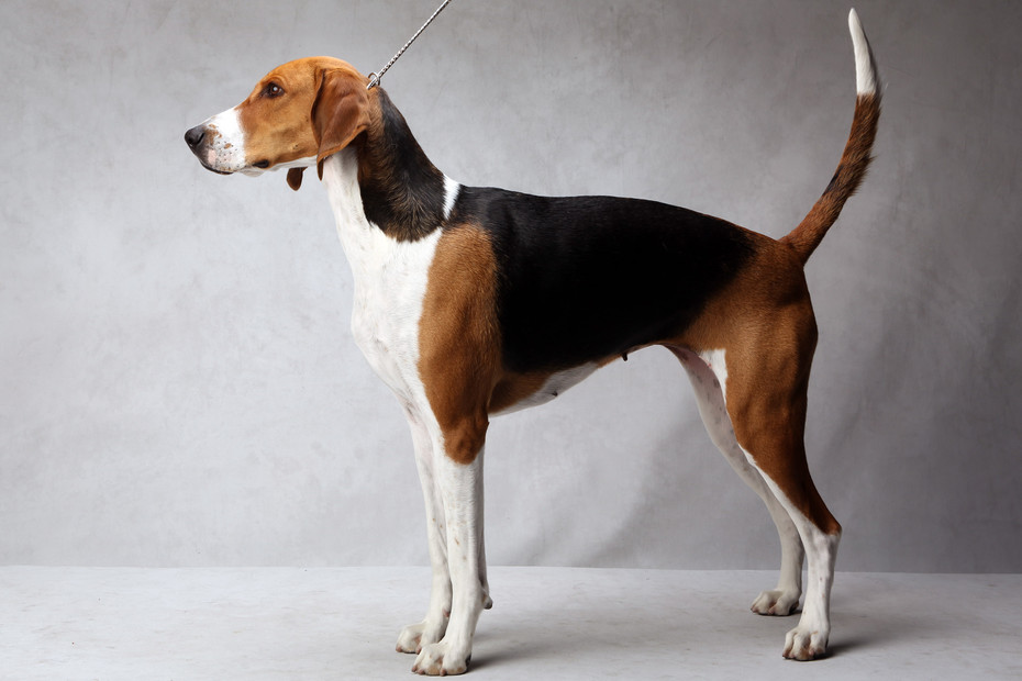 Фоксхаунд английский: характеристики породы собаки, фото, характер, правила ухода и содержания - petstory