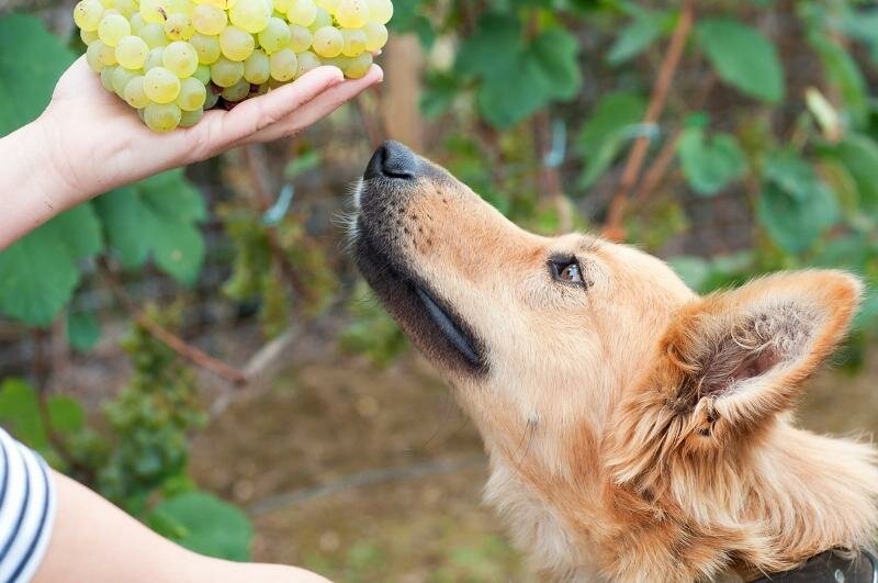 Можно ли давать виноград собаке