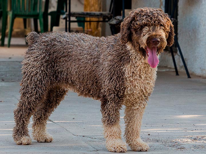 Португальская водяная собака: фото, цена щенка, характеристика породы, интересные факты, внешний вид, питание, здоровье