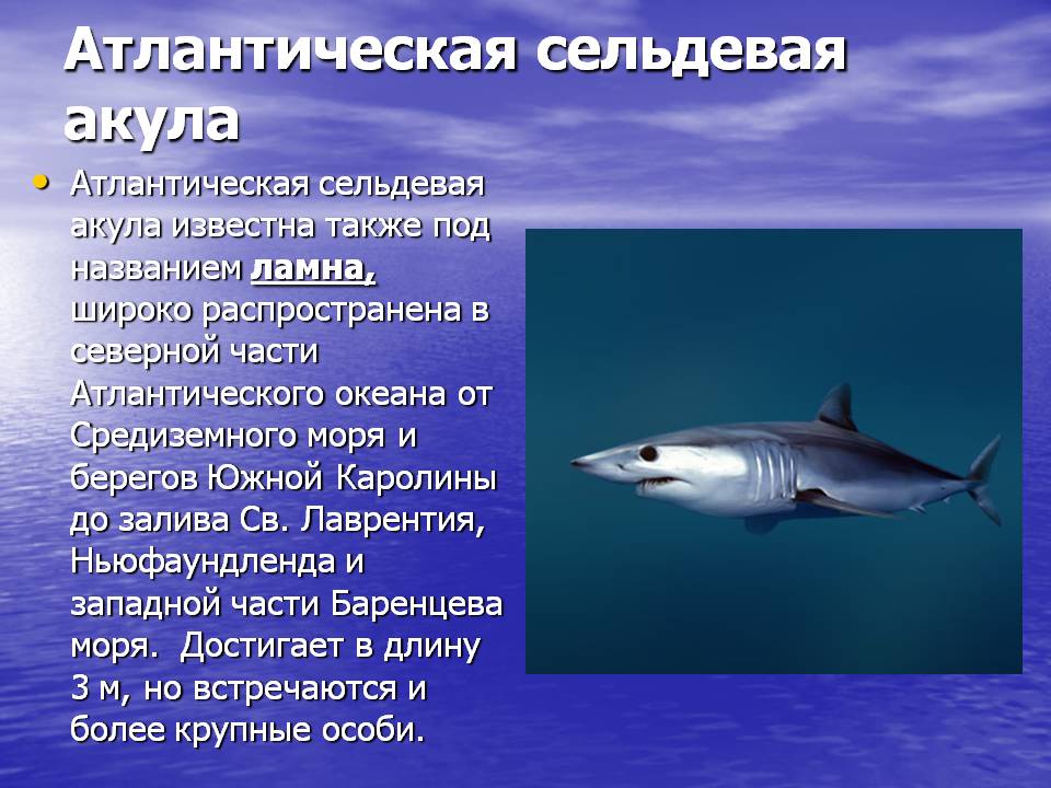 Китовая акула - самая большая рыба. сайт про зверей - zverosite.ru