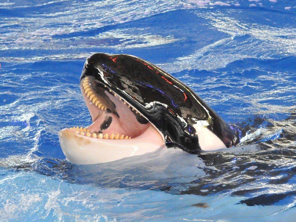 Подотряд беззубые киты