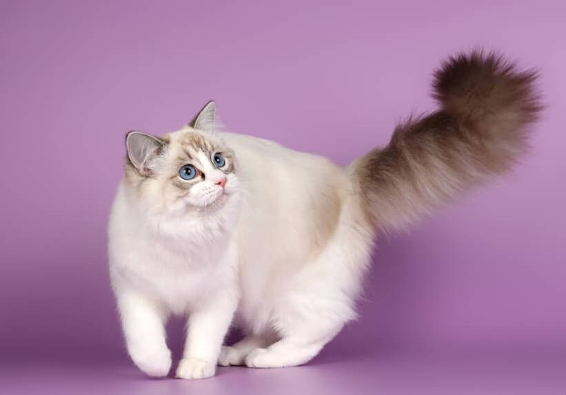Рэгдолл кошка: обладательница красивой внешности и замечательного характера