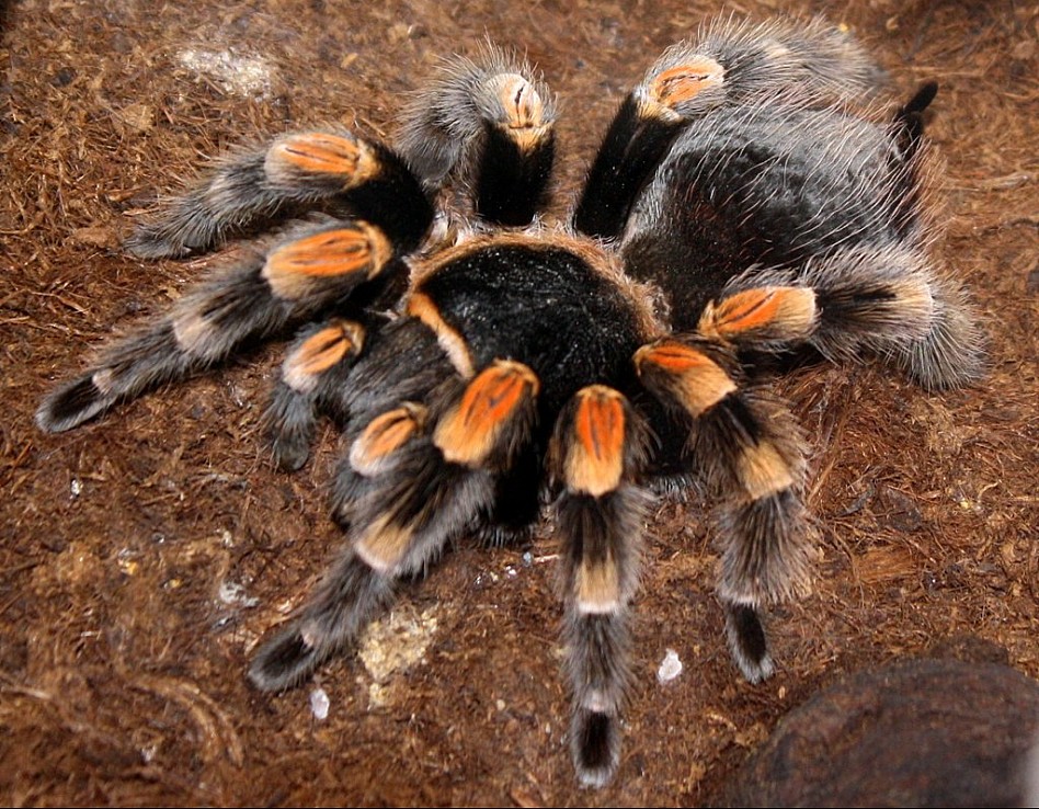 Самые большие пауки в мире — топ10 с фото и названиями