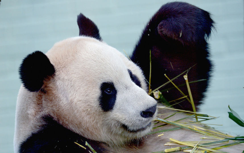 Панда животное. описание, особенности, образ жизни и среда обитания панды | живность.ру