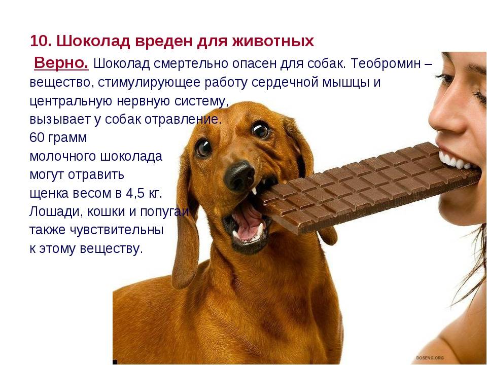 Последствия того, что пес съел крысиного яда: признаки и смертельные дозы