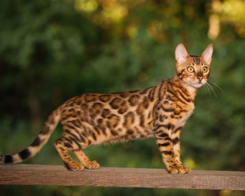 Бенгальская кошка: фото, описание породы, характер, здоровье, уход и содержание