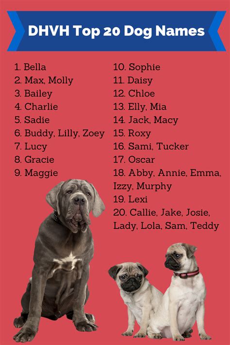 Клички и имена для собак мальчиков: легкие и красивые