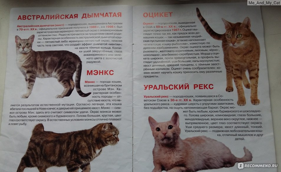Анатолийская кошка: описание породы, история, уход, цена