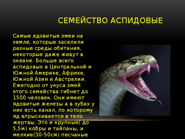Змея желтобрюхий полоз, описание, повадки, укус