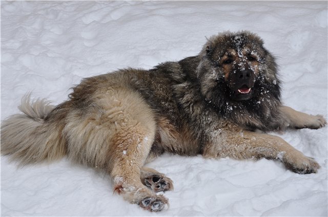 Топ 6 пород собак, которые отлично адаптируются к суровым зимам и низким температурам
