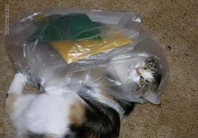 Что делать если съел пакет. Кот в целлофановом пакете. Кот в целлофановом мешке. Животные и полиэтиленовые пакеты. Полиэтилен и коты.