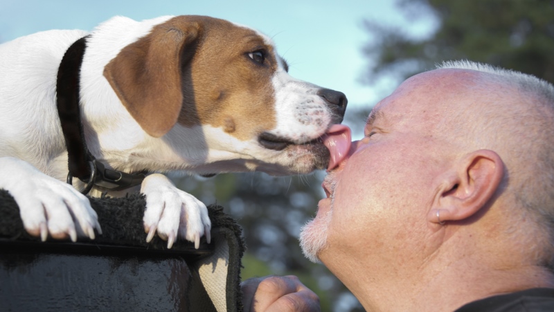 Частое чмоканье ртом у собак. собака постоянно облизывается: возможные причины и методы лечения