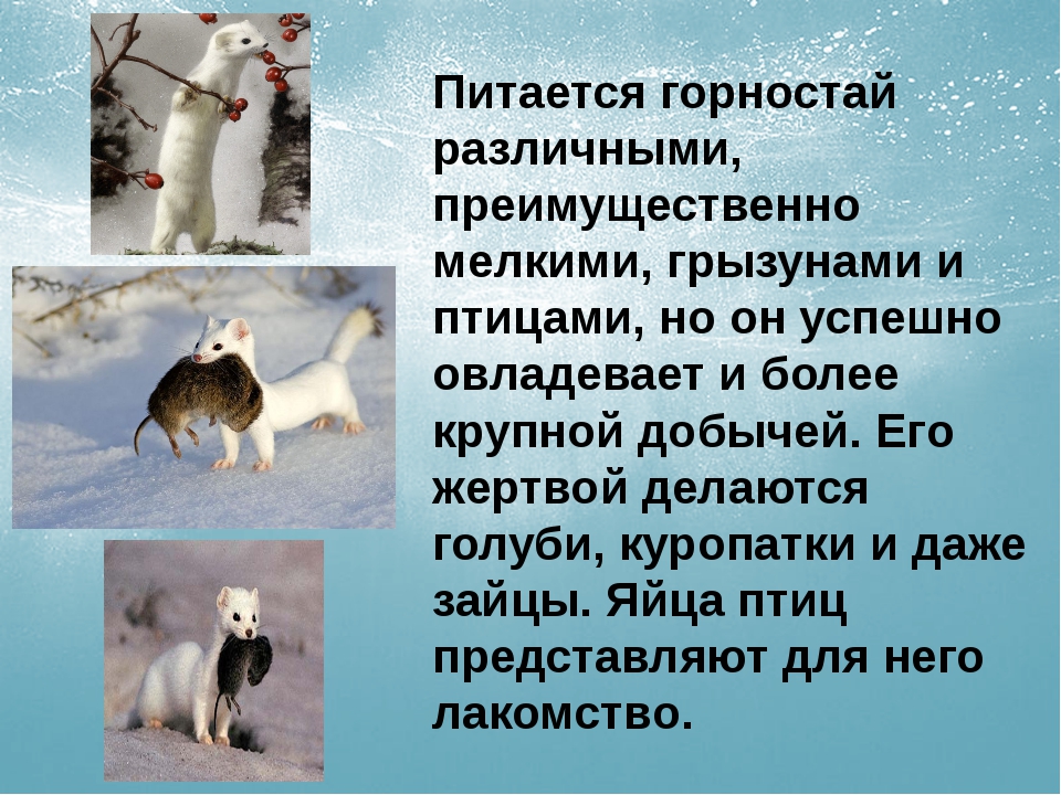Горностай фото животного зимой и летом — все животные