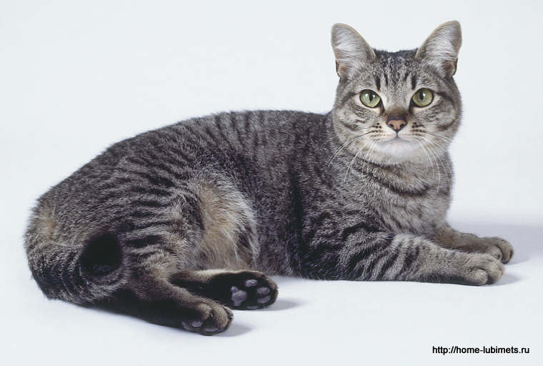 Азиатская табби: описание породы кошек, фото, цена