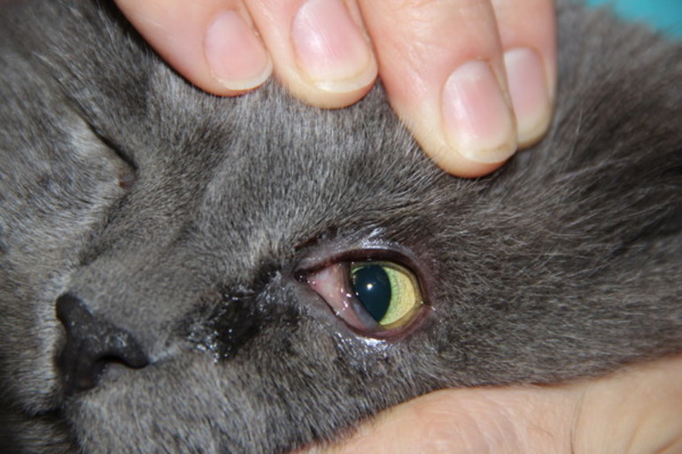 7 причин почему слезятся глаза у кошек- что делать? +видео