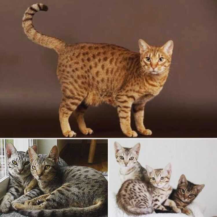 Оцикет: описание породы, характер кошки, советы по содержанию и уходу, фото ocicat