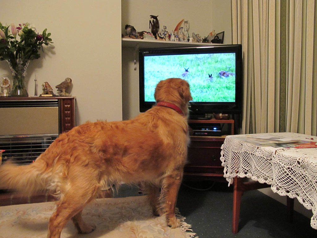 Воспринимает ли собака телевизионное изображение