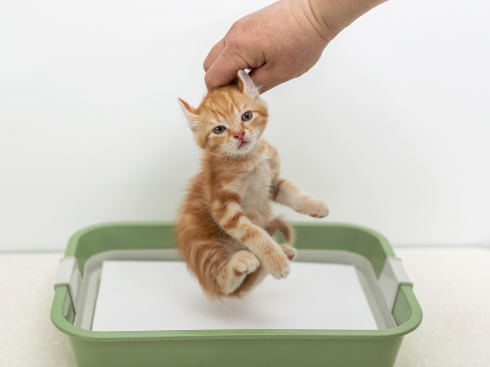 Как приучить взрослую кошку или кота к лотку