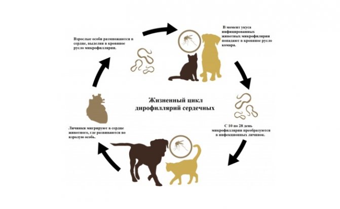 Какими глистами может заразиться человек от кошки