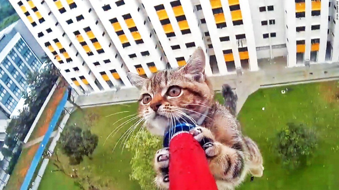 Кот упал с 5 этажа: последствия, что делать