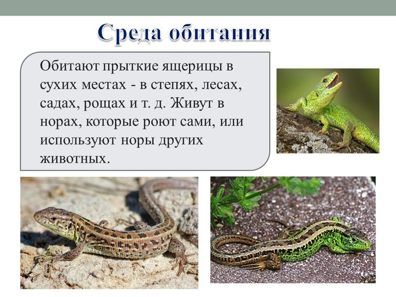 Уж змея. описание, особенности, виды, образ жизни и среда обитания ужа | живность.ру
