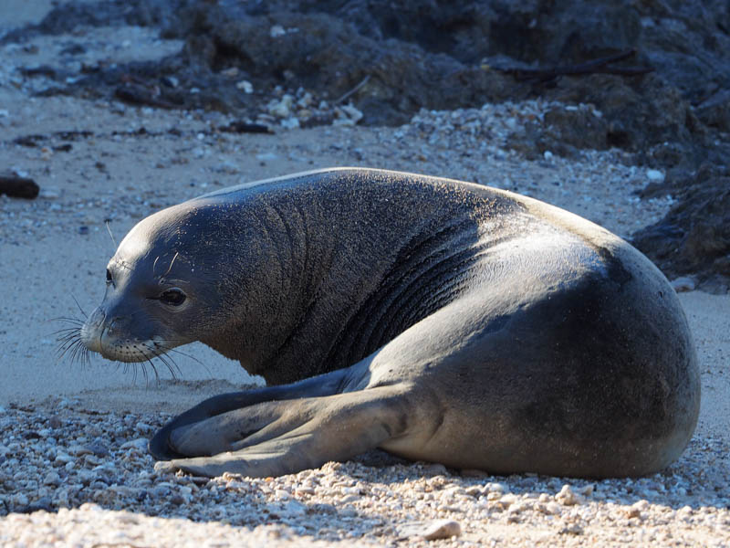 Тюлень-монах - monk seal