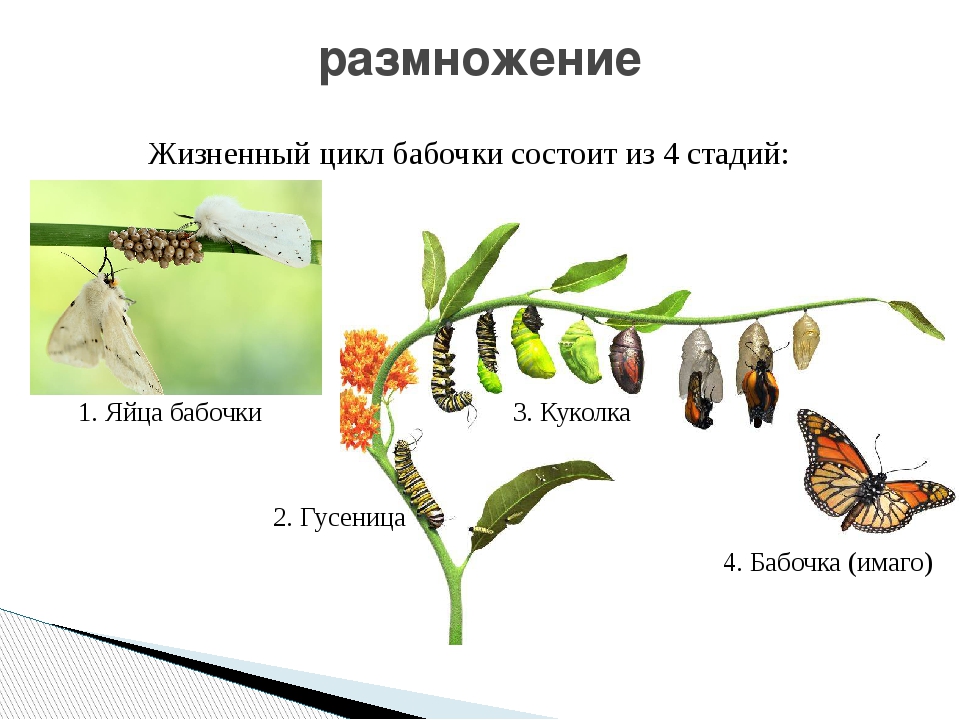 Развитие бабочки схема. Жизненный цикл развития бабочки. Имаго стадия развития бабочки. Цикл развития бабочки схема. Жизненный цикл бабочек метаморфоз развитие бабочки.