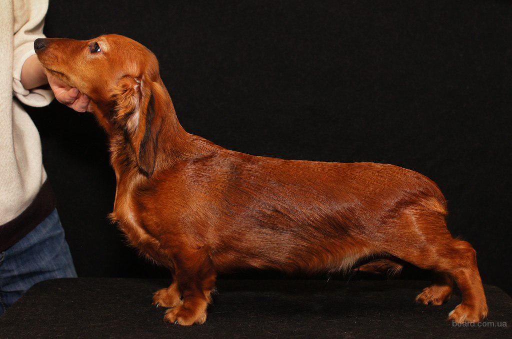 Карликовая такса: описание породы собак с фото и видео