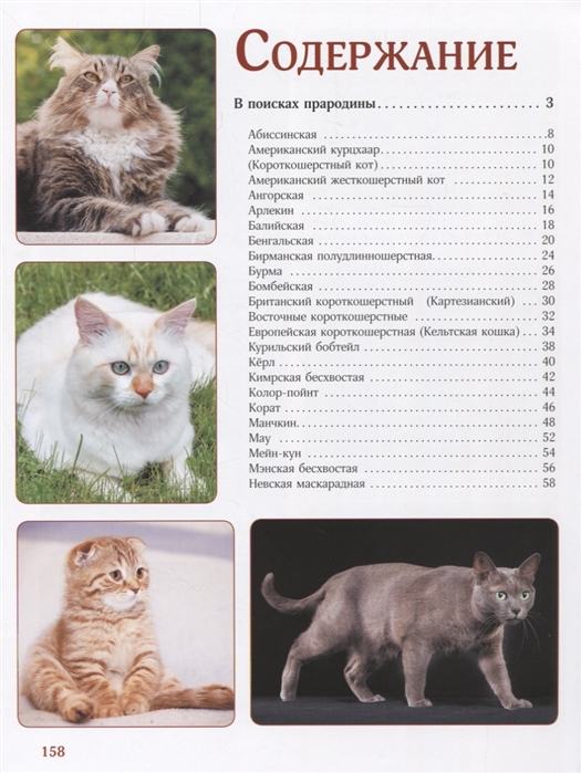 Порода кошек серенгети: описание экстерьера с фото, характер и темперамент, особенности содержания
