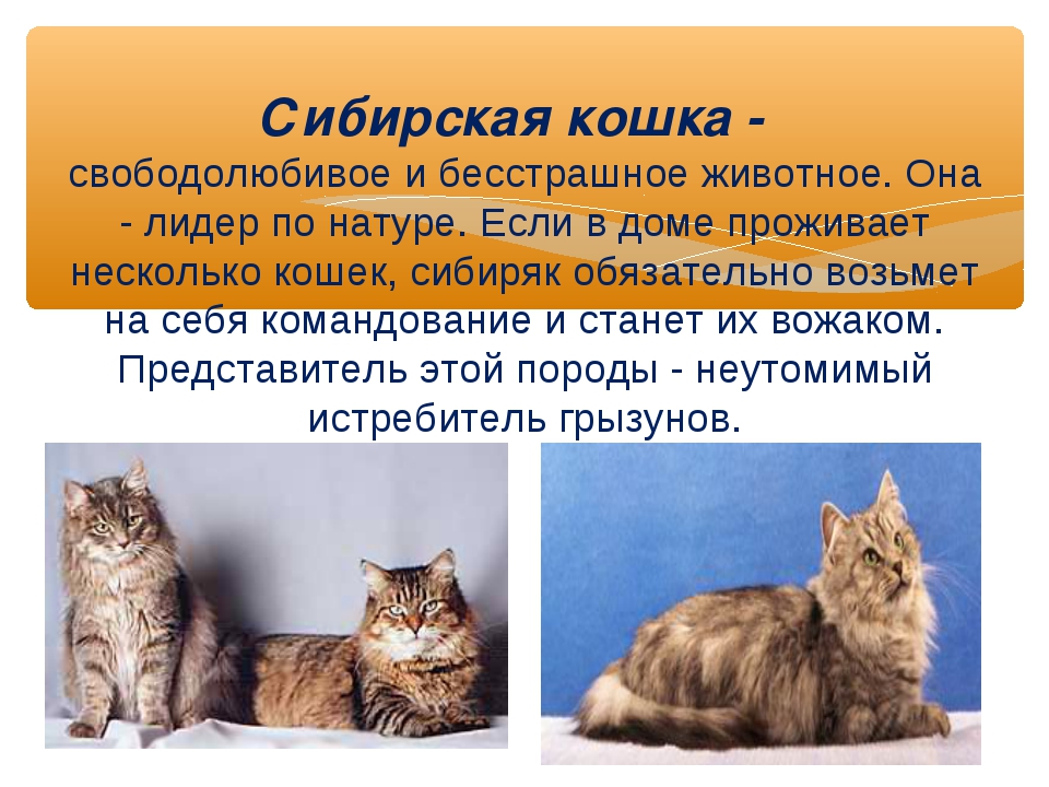 Коты мейн-кун: описание породы, фото, где купить